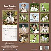 Wirehaired Fox Terrier Calendar